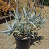 Finger Aloe - Cotyledon Orbiculata Var Oblonga Flavida