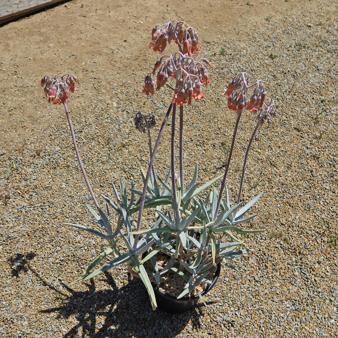 Finger Aloe - Cotyledon Orbiculata Var Oblonga Flavida