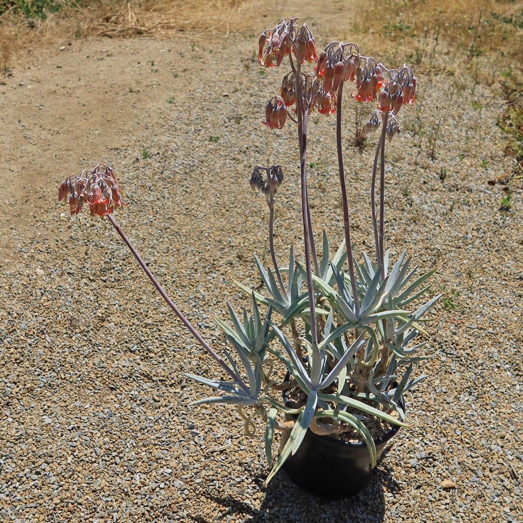 Finger Aloe - Cotyledon Orbiculata Var Oblonga Flavida