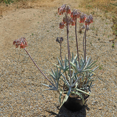 Finger Aloe - Cotyledon Orbiculata Var Oblonga Flavida