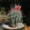 Fire Barrel Cactus – Ferocactus gracilis ‘Coloratus’