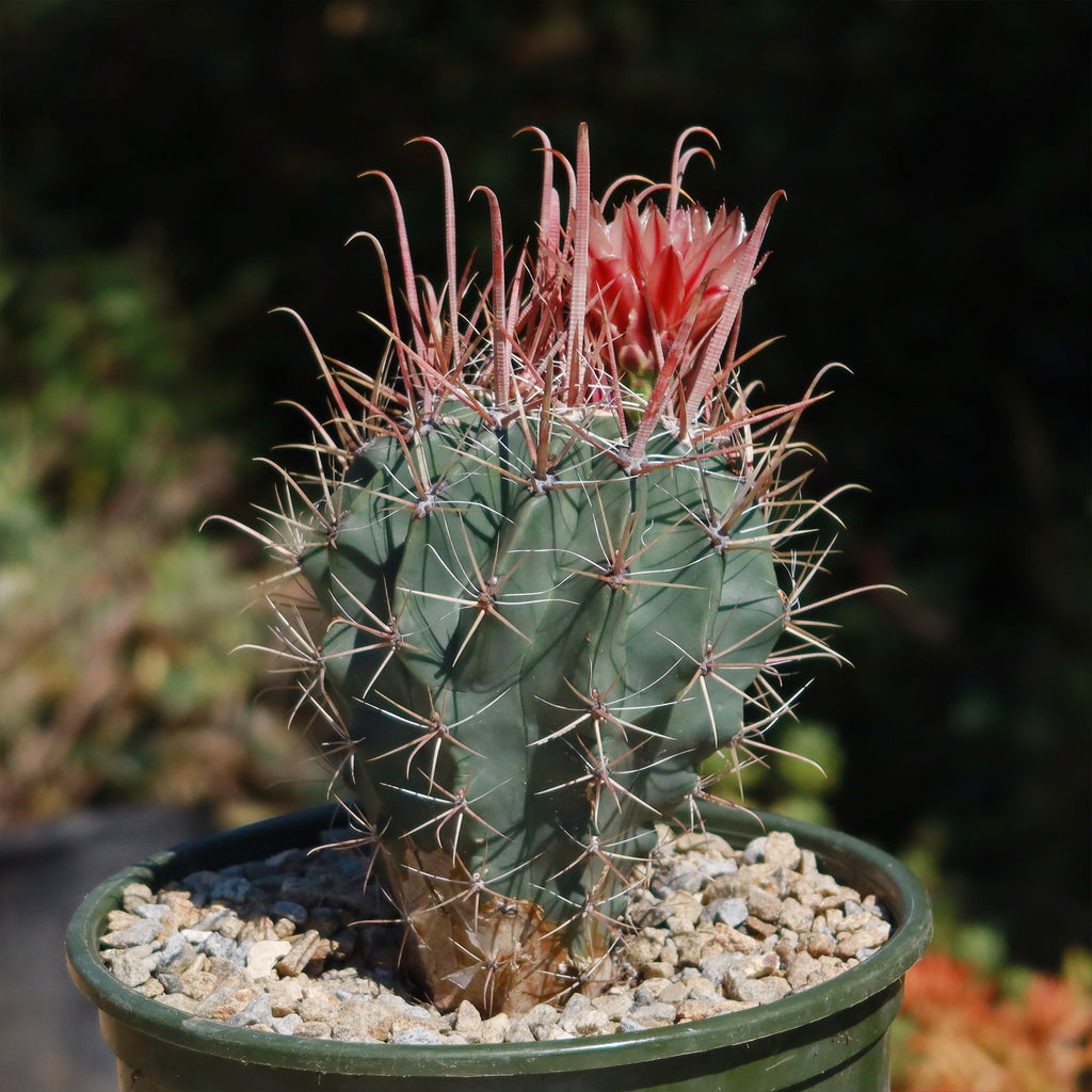 Fire Barrel Cactus – Ferocactus gracilis ‘Coloratus’
