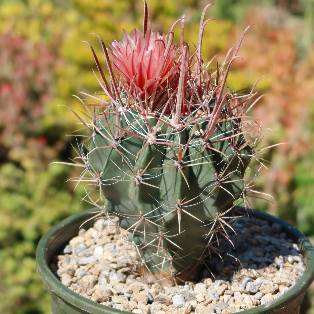 Fire Barrel Cactus – Ferocactus gracilis ‘Coloratus’
