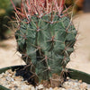 Fire Barrel Cactus – Ferocactus gracilis ‘Coloratus’