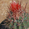 Fire Barrel Cactus – Ferocactus gracilis ‘Coloratus’