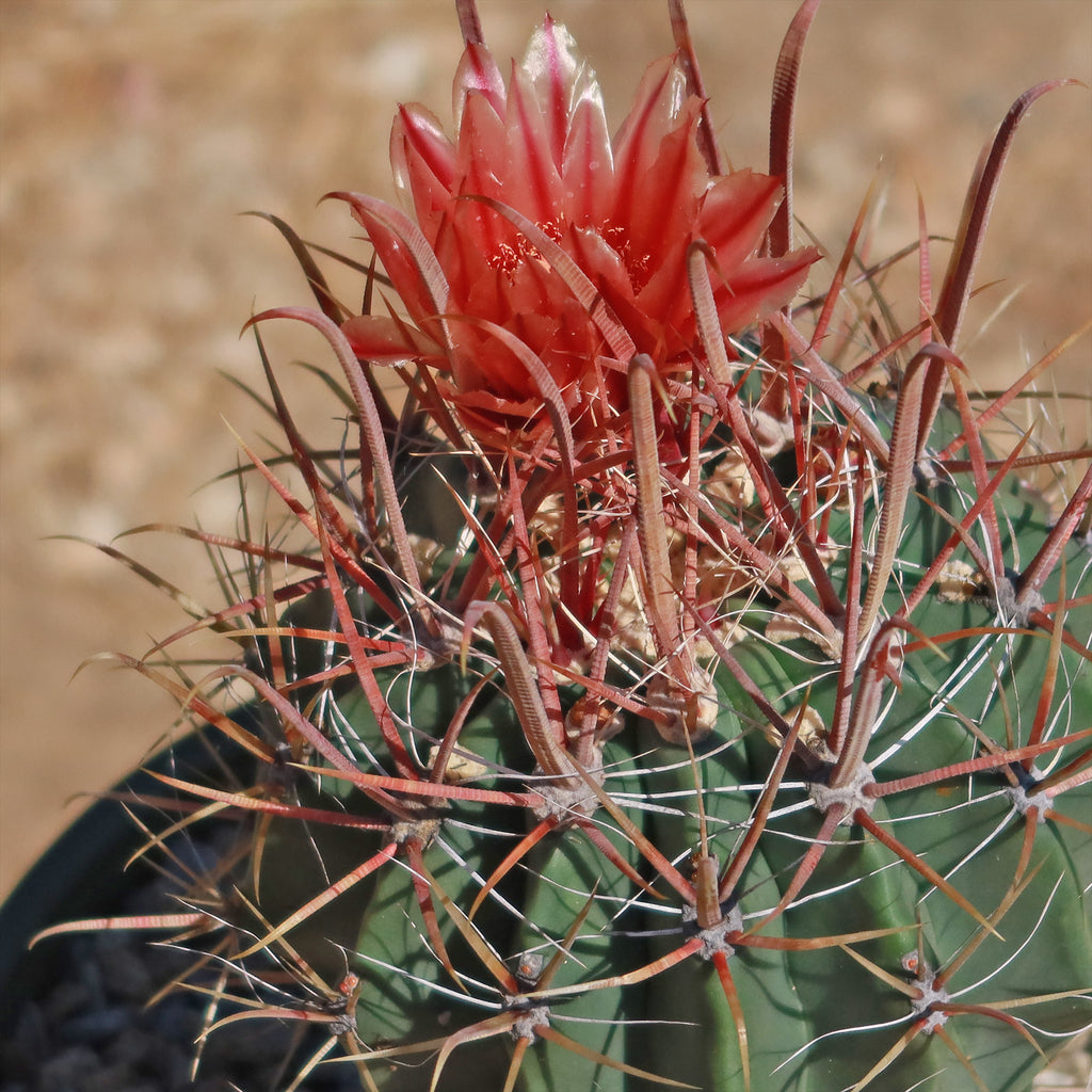 Fire Barrel Cactus – Ferocactus gracilis ‘Coloratus’