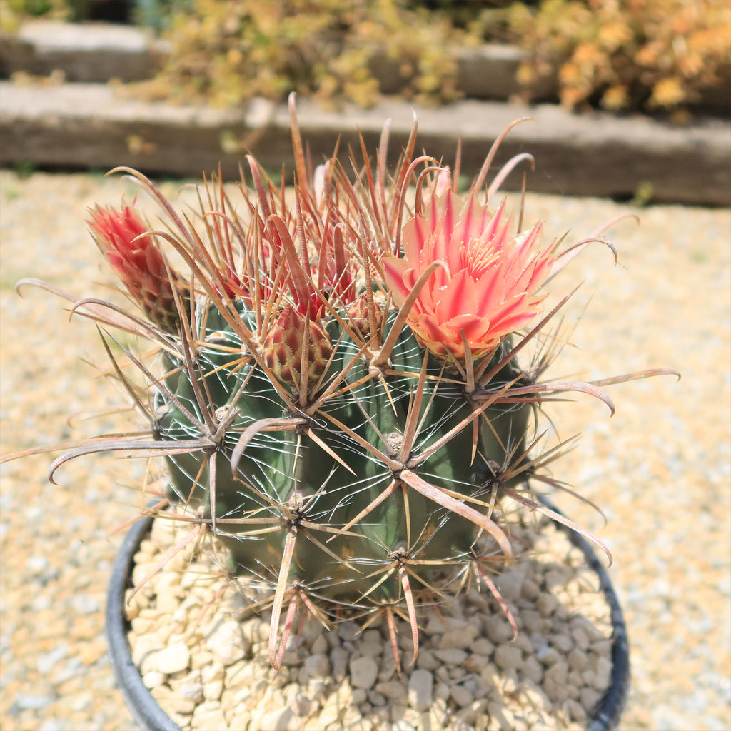 Fire Barrel Cactus – Ferocactus gracilis ‘Coloratus’
