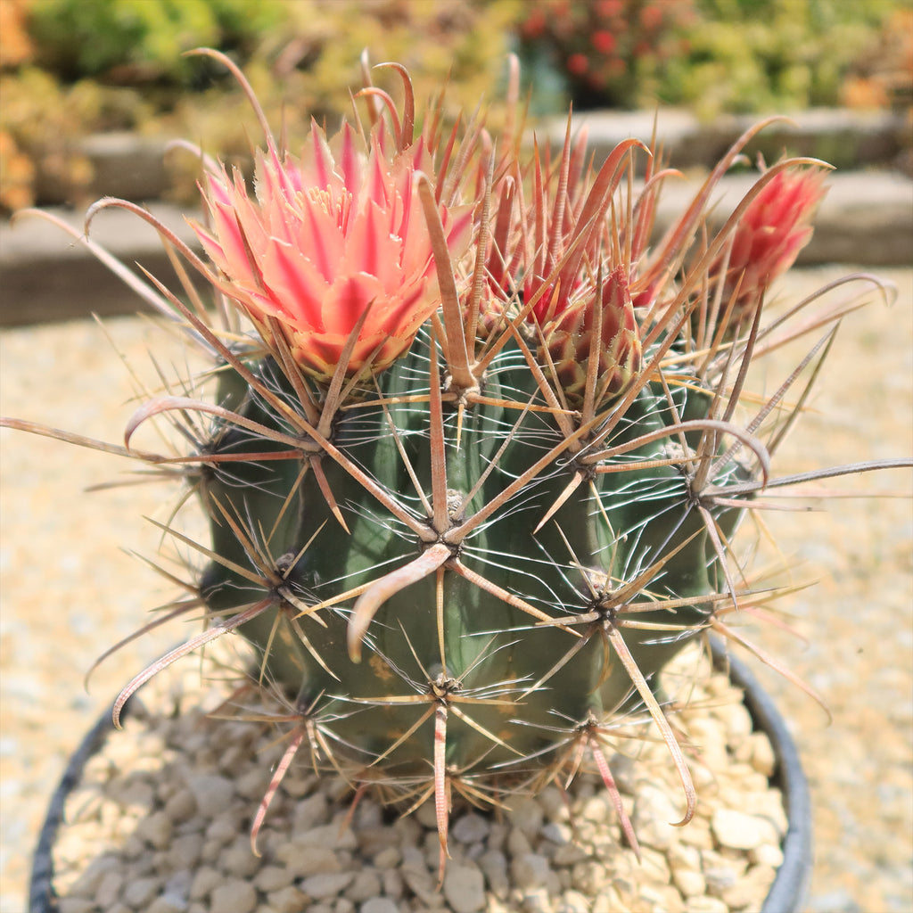 Fire Barrel Cactus – Ferocactus gracilis ‘Coloratus’