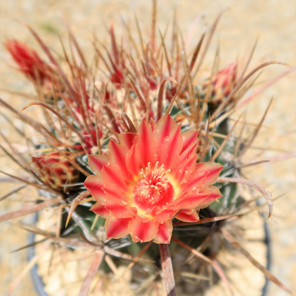 Fire Barrel Cactus – Ferocactus gracilis ‘Coloratus’