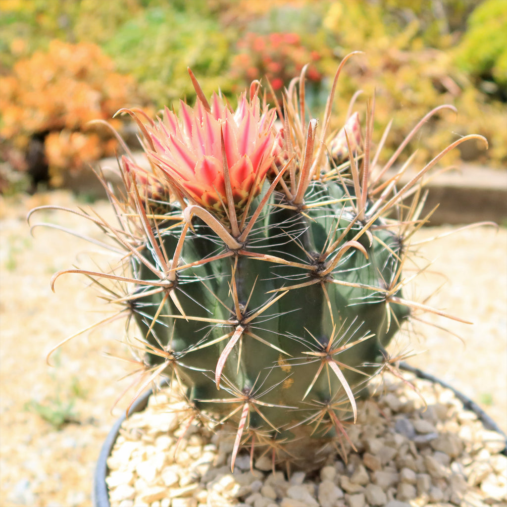 Fire Barrel Cactus – Ferocactus gracilis ‘Coloratus’