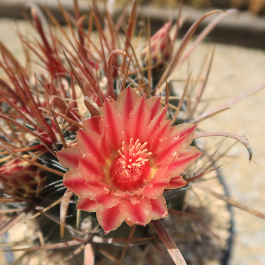 Fire Barrel Cactus – Ferocactus gracilis ‘Coloratus’
