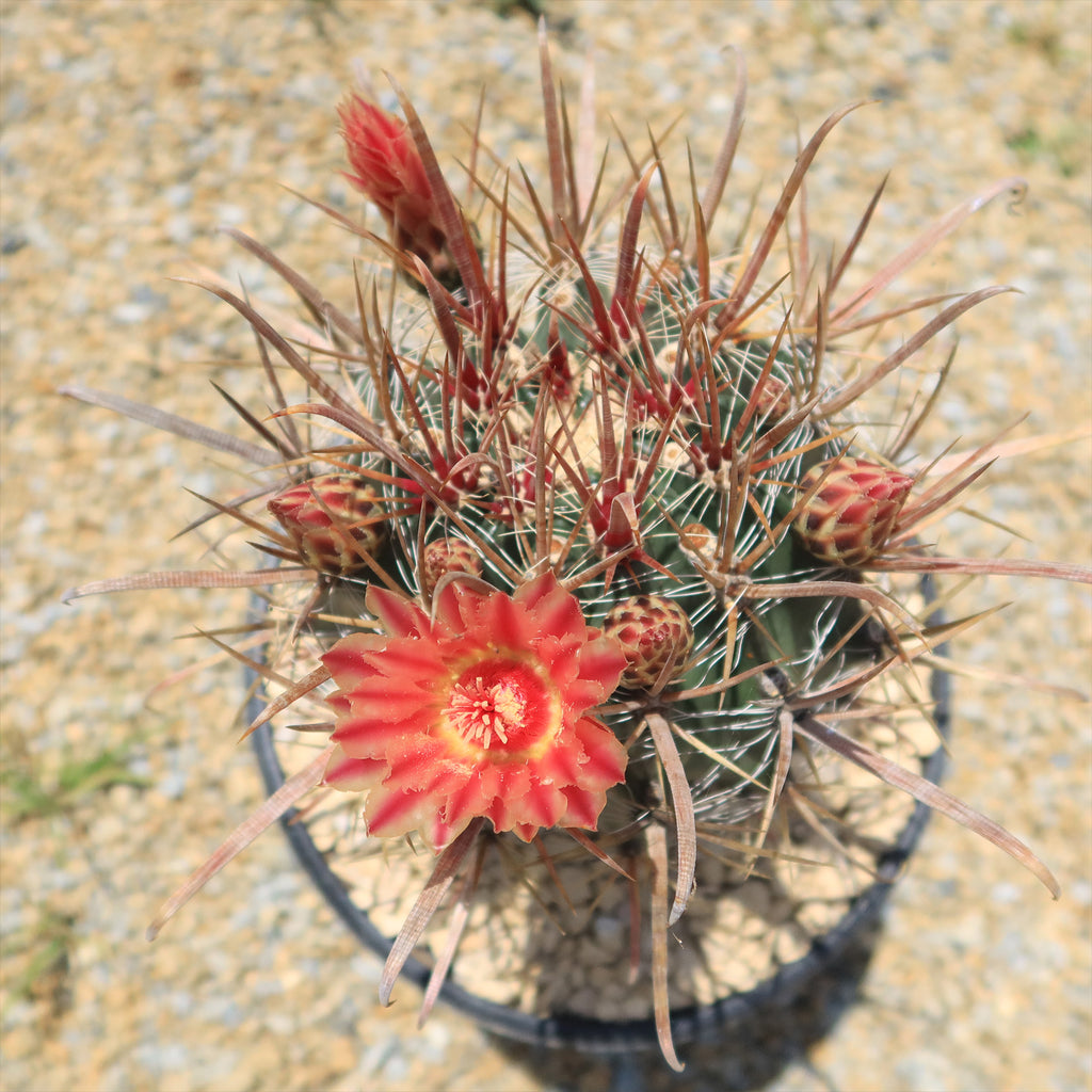Fire Barrel Cactus – Ferocactus gracilis ‘Coloratus’
