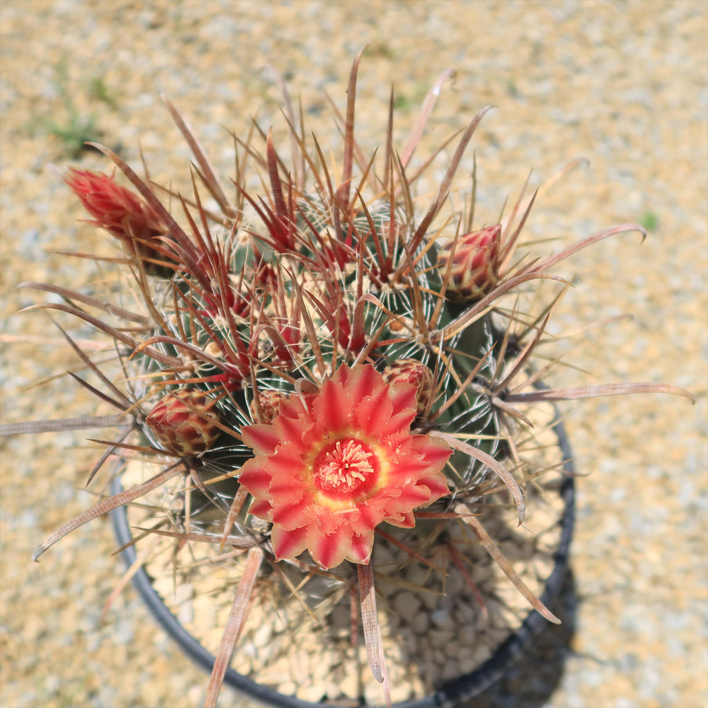 Fire Barrel Cactus – Ferocactus gracilis ‘Coloratus’