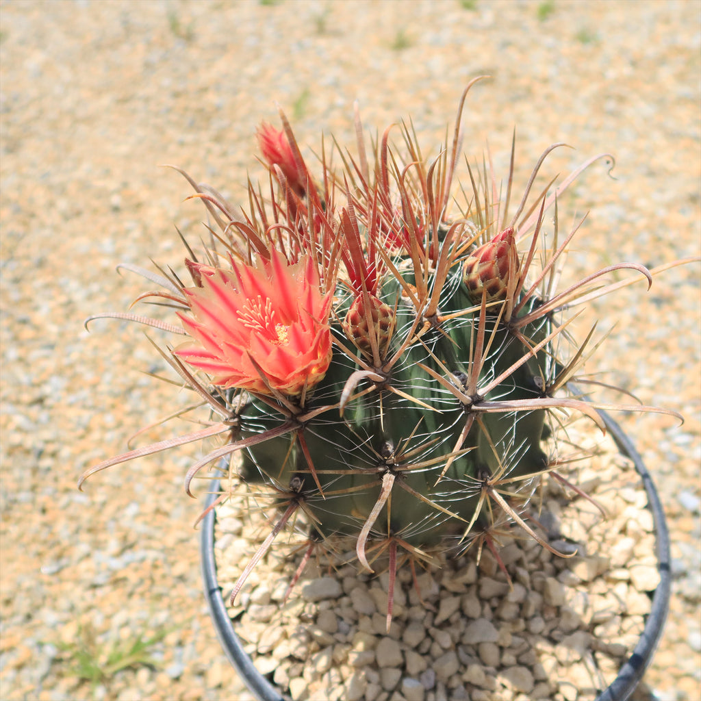 Fire Barrel Cactus – Ferocactus gracilis ‘Coloratus’
