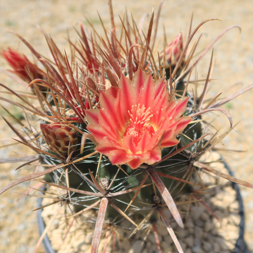 Fire Barrel Cactus – Ferocactus gracilis ‘Coloratus’