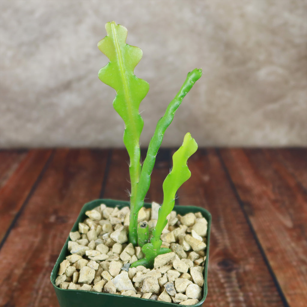 Fishbone Cactus ‘Selenicereus anthonyanus’ - Ric Rac Cactus