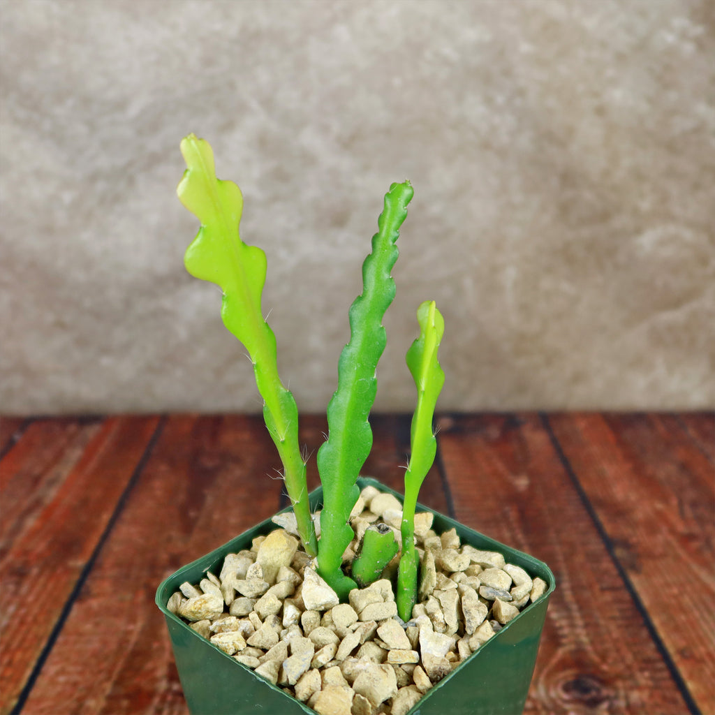 Fishbone Cactus ‘Selenicereus anthonyanus’ - Ric Rac Cactus