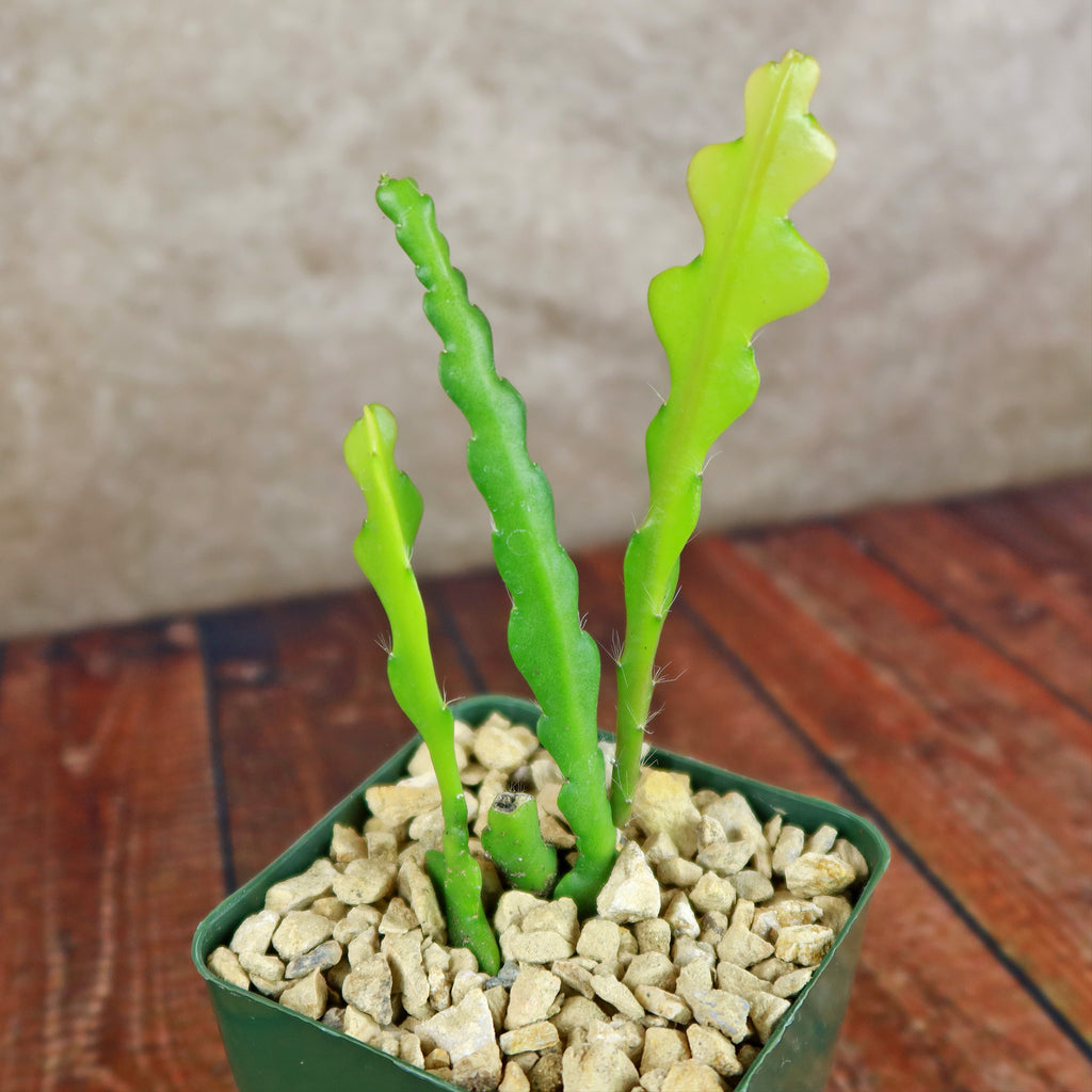 Fishbone Cactus ‘Selenicereus anthonyanus’ - Ric Rac Cactus