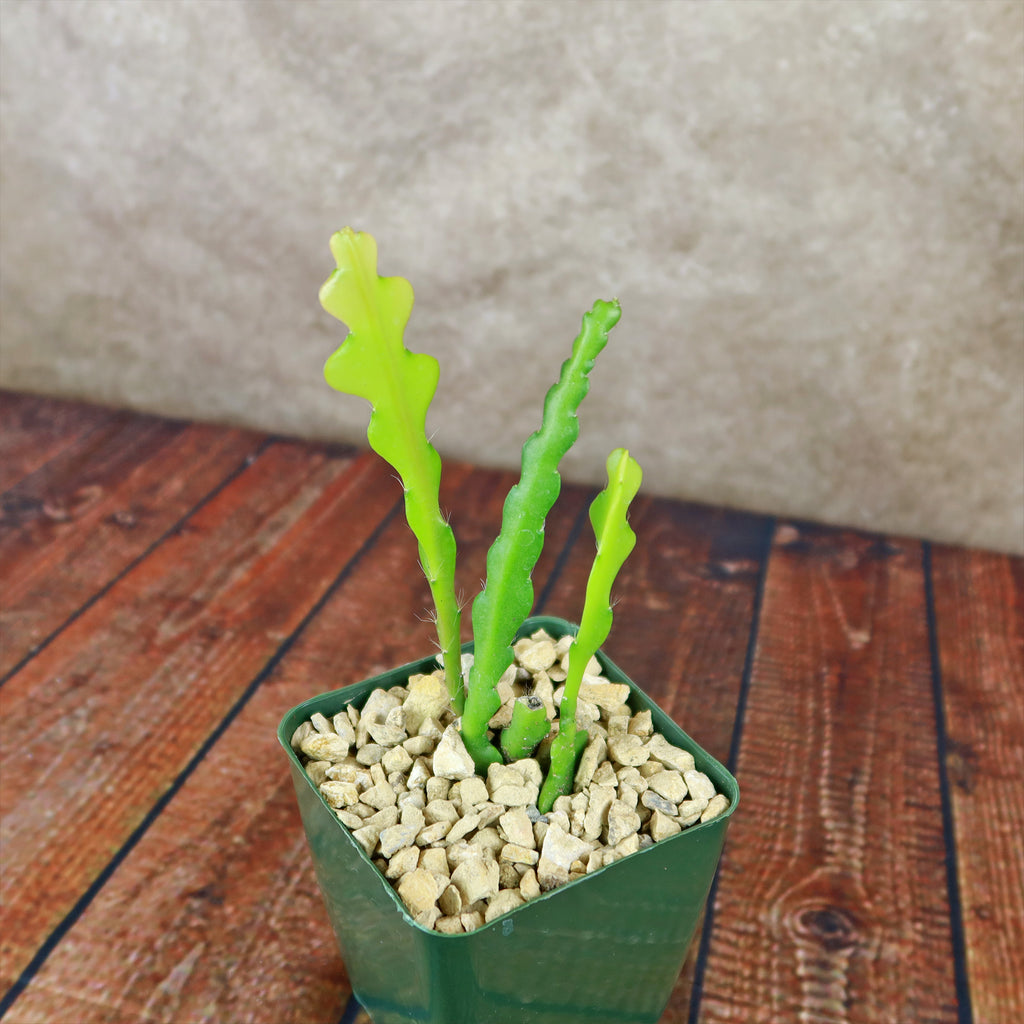 Fishbone Cactus ‘Selenicereus anthonyanus’ - Ric Rac Cactus