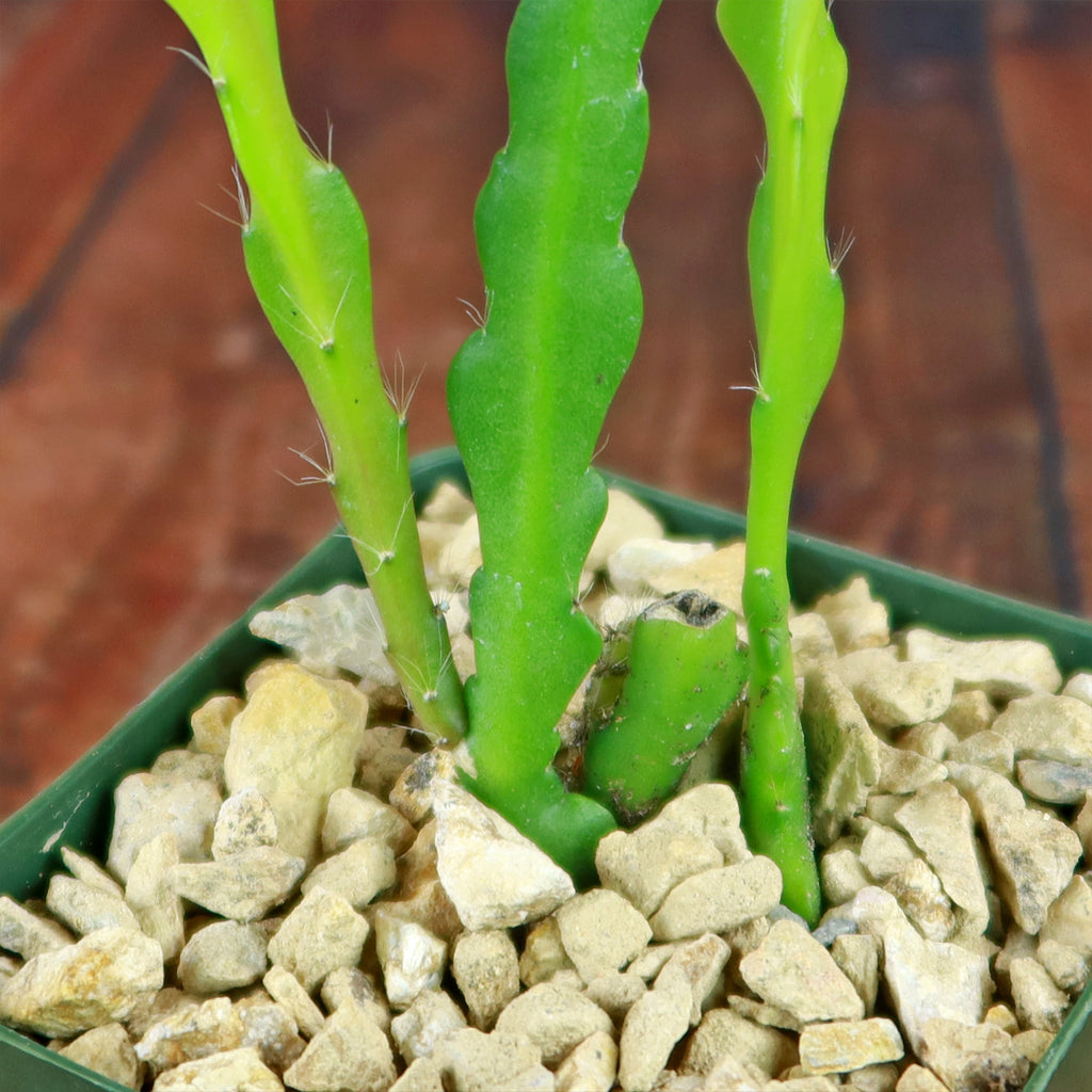 Fishbone Cactus ‘Selenicereus anthonyanus’ - Ric Rac Cactus