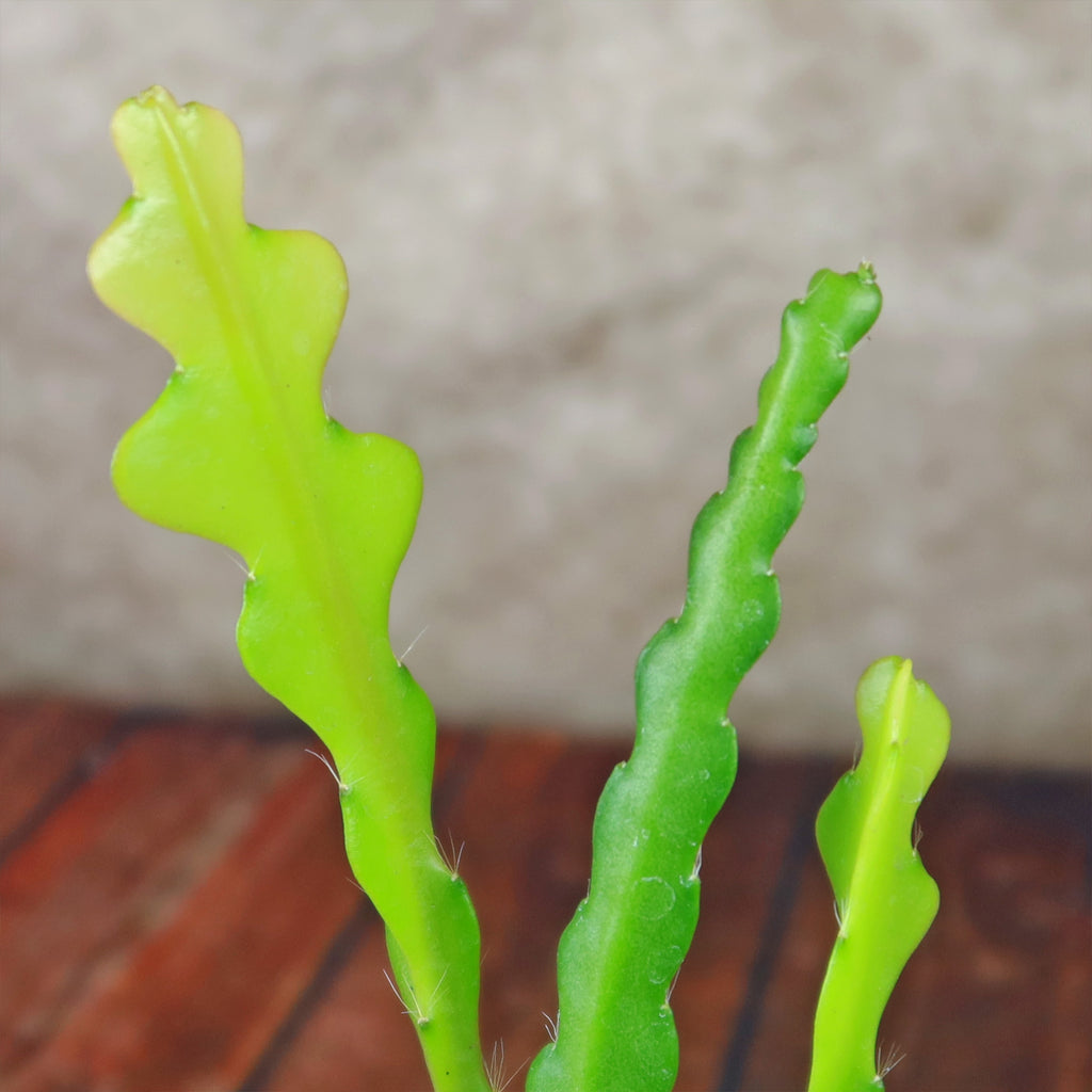 Fishbone Cactus ‘Selenicereus anthonyanus’ - Ric Rac Cactus