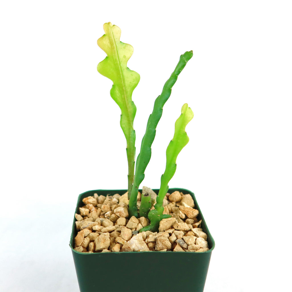 Fishbone Cactus ‘Selenicereus anthonyanus’ - Ric Rac Cactus