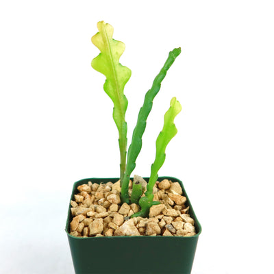 fishbone cactus potting soil Fishbone Cactus ‘Selenicereus anthonyanus’