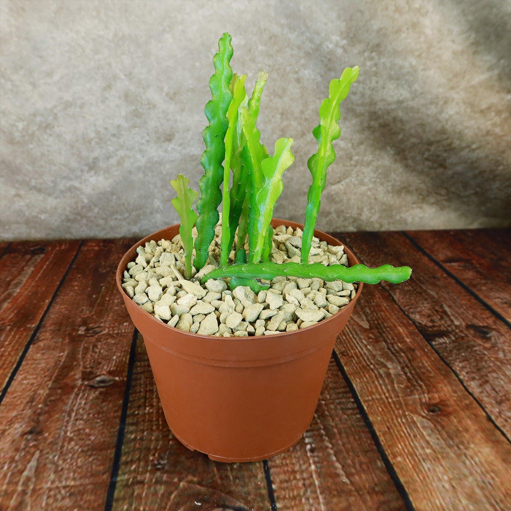 Fishbone Cactus ‘Selenicereus anthonyanus’ - Ric Rac Cactus