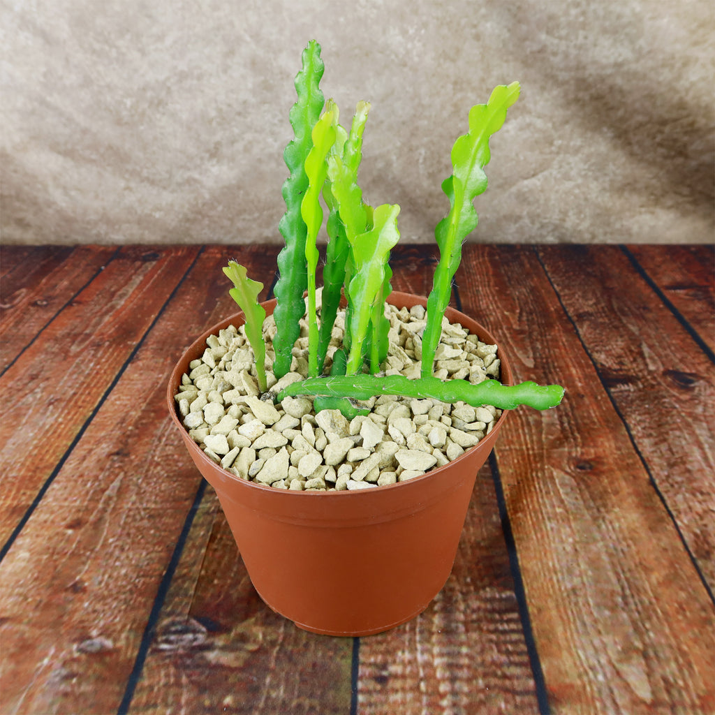 Fishbone Cactus ‘Selenicereus anthonyanus’ - Ric Rac Cactus