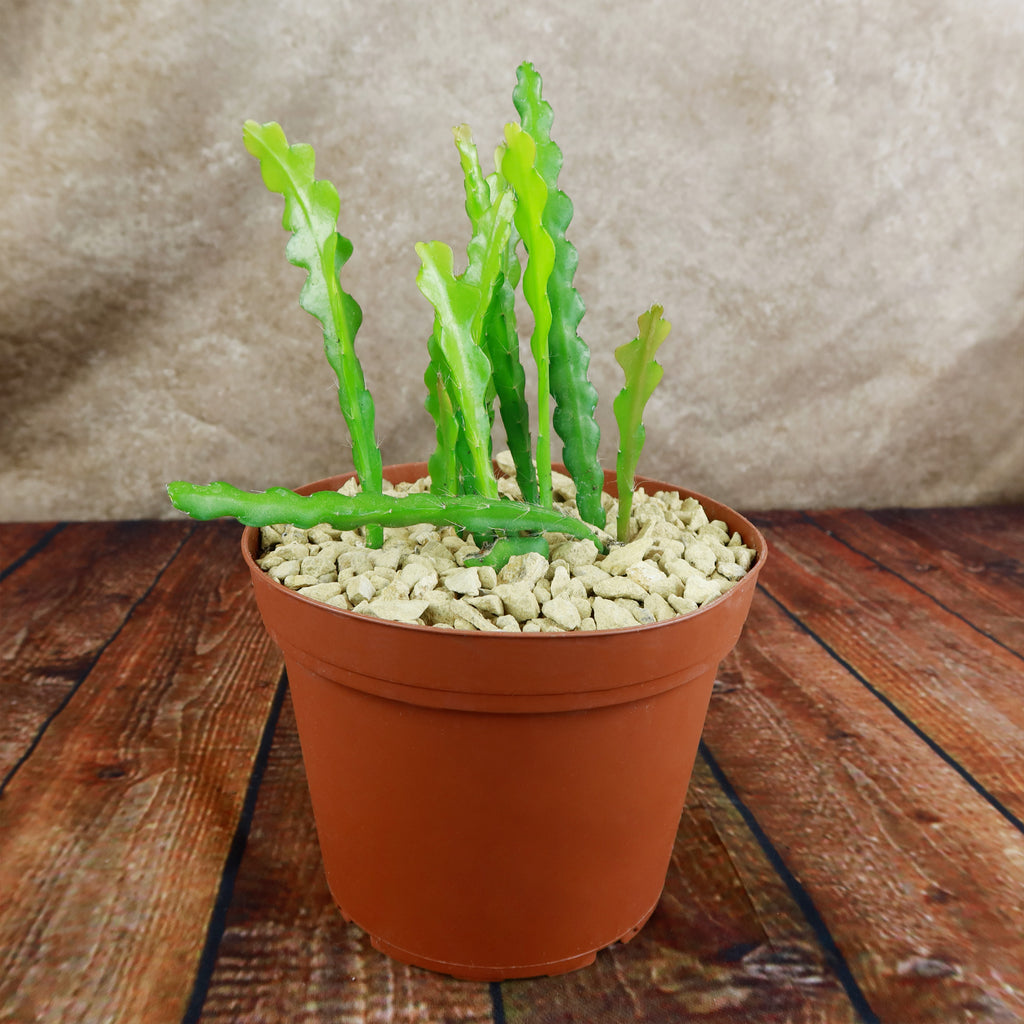 Fishbone Cactus ‘Selenicereus anthonyanus’ - Ric Rac Cactus