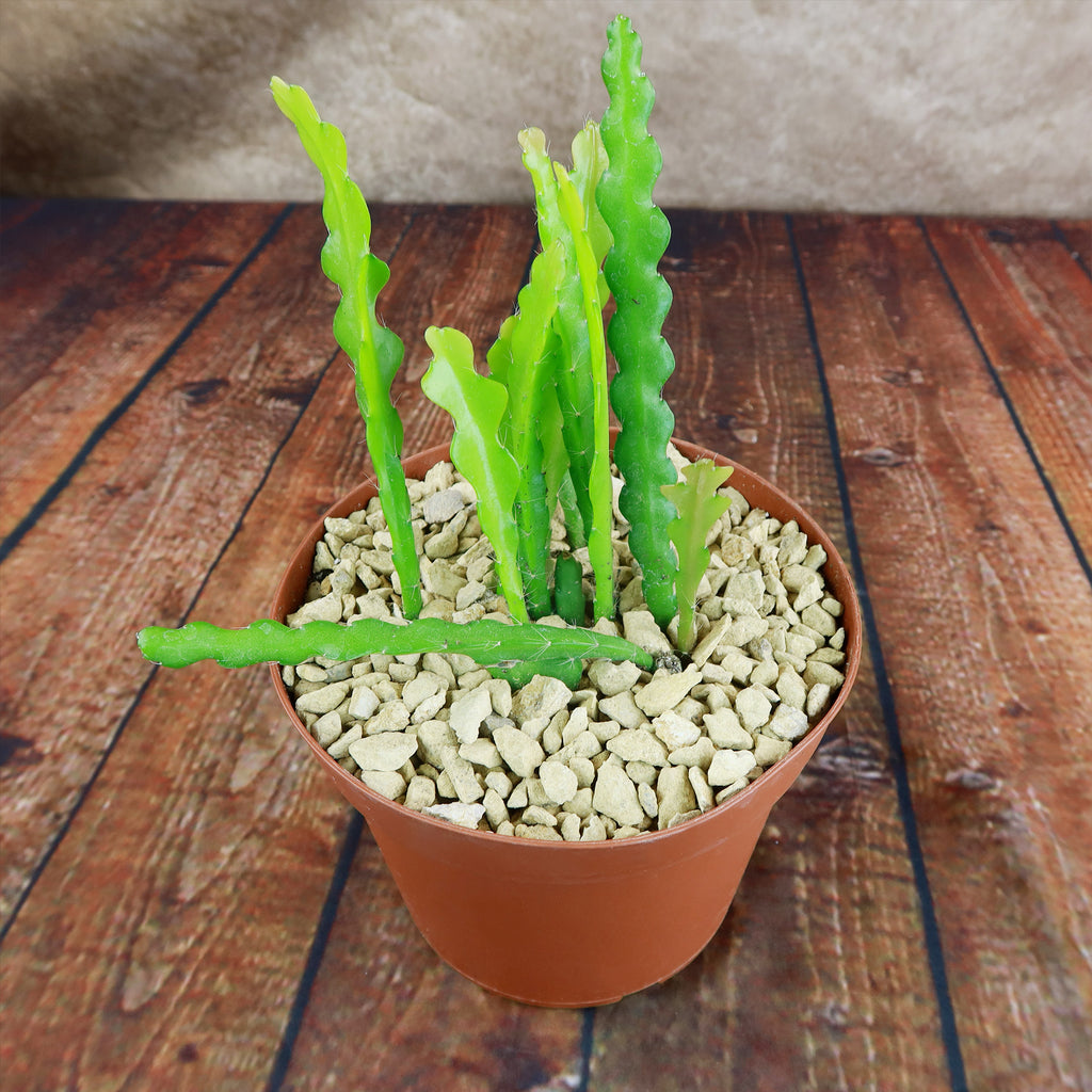 Fishbone Cactus ‘Selenicereus anthonyanus’ - Ric Rac Cactus