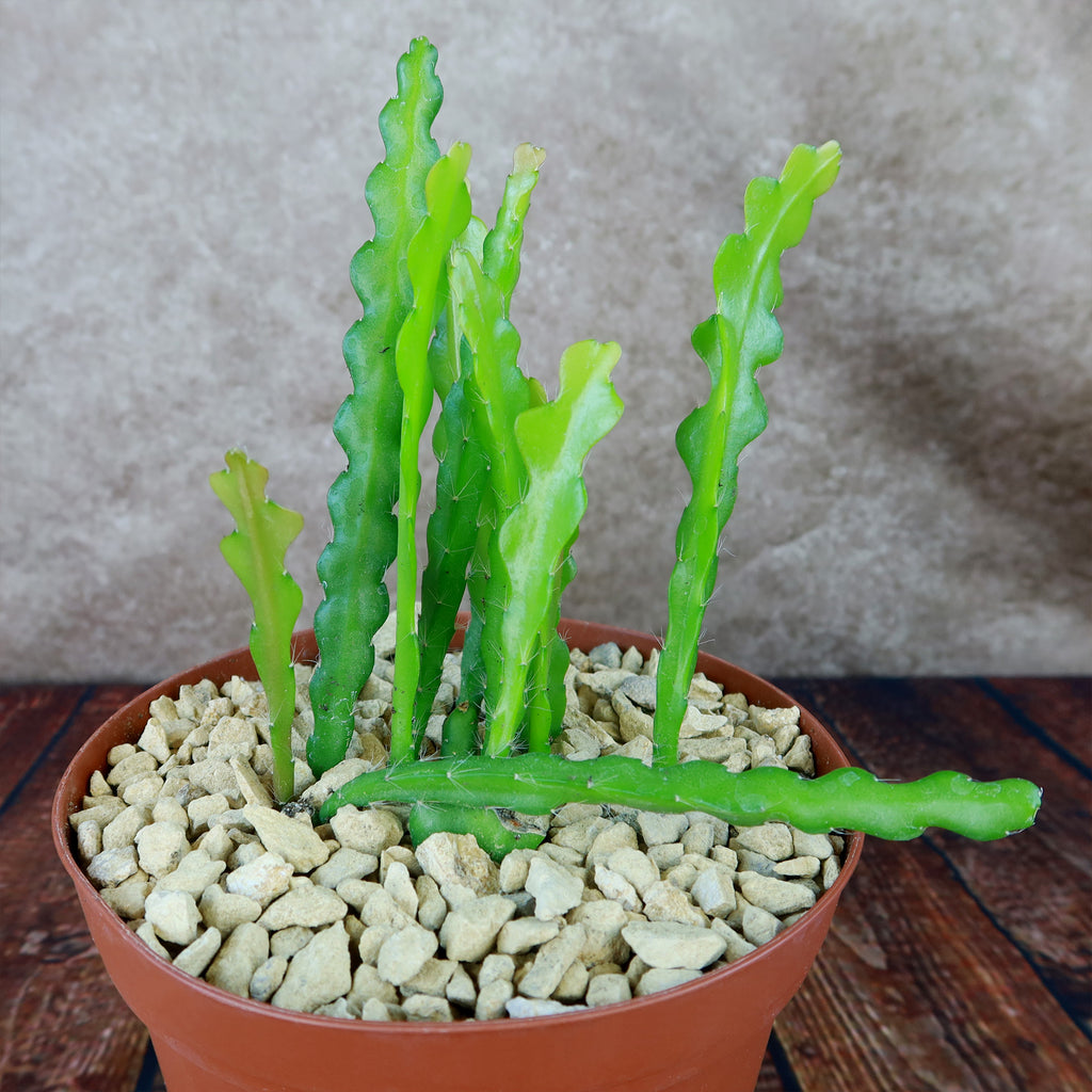 Fishbone Cactus ‘Selenicereus anthonyanus’ - Ric Rac Cactus