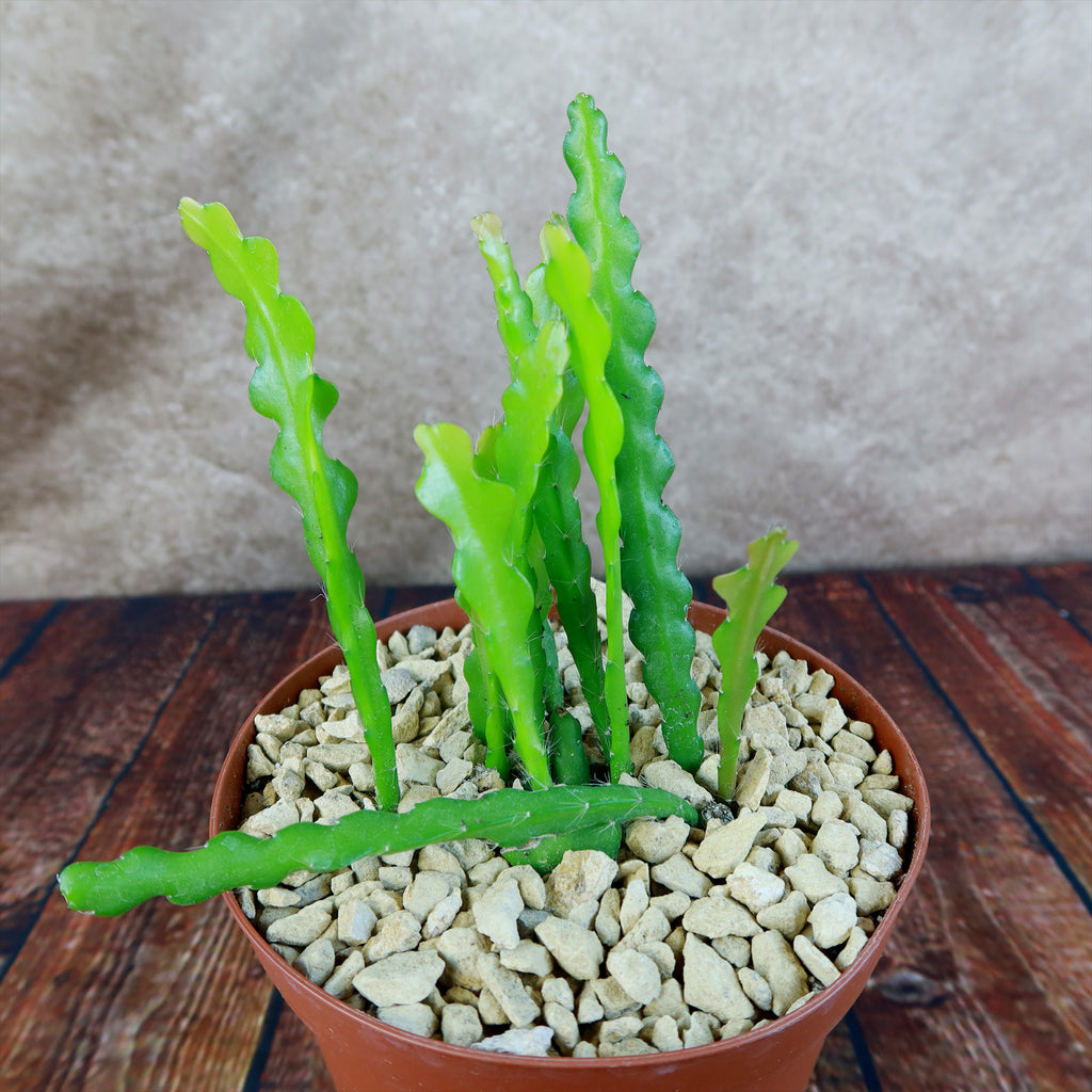 Fishbone Cactus ‘Selenicereus anthonyanus’ - Ric Rac Cactus