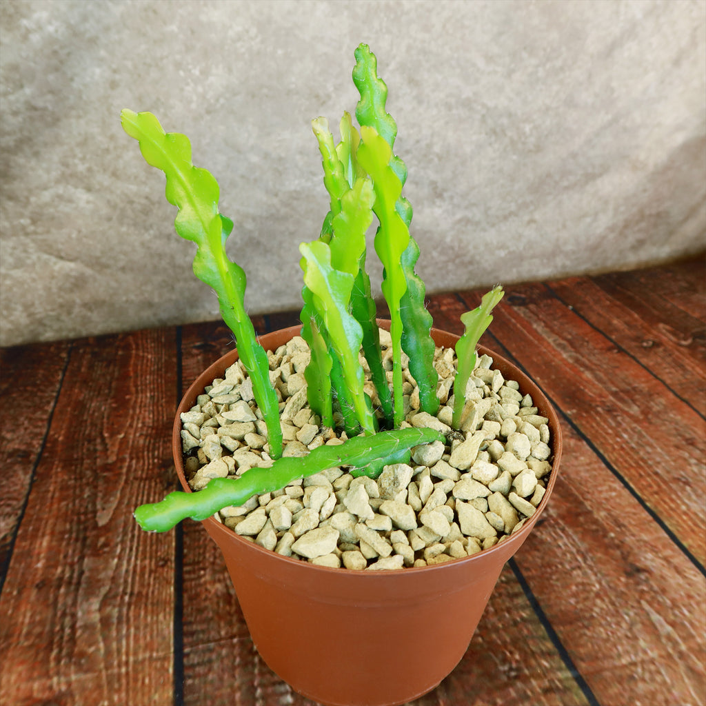 Fishbone Cactus ‘Selenicereus anthonyanus’ - Ric Rac Cactus
