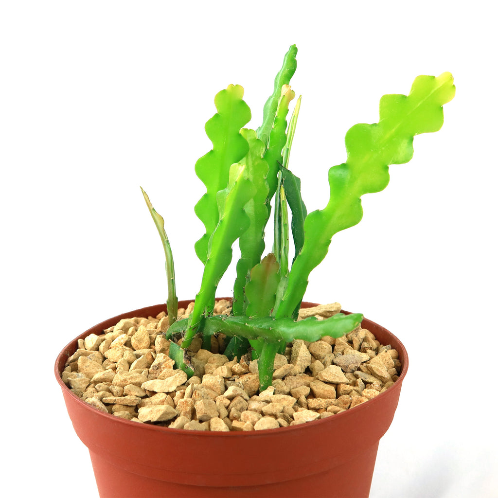 Fishbone Cactus ‘Selenicereus anthonyanus’ - Ric Rac Cactus