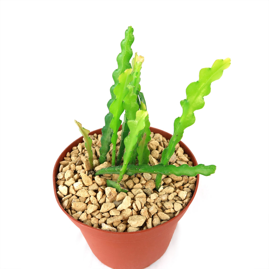 Fishbone Cactus ‘Selenicereus anthonyanus’ - Ric Rac Cactus