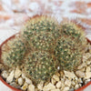 Fishhook Cactus - Mammillaria saffordii &