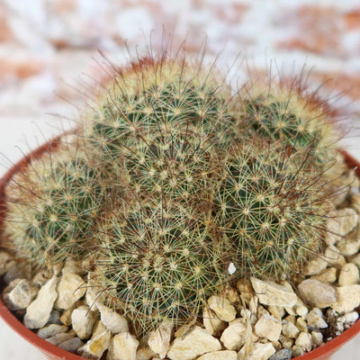 Fishhook Cactus - Mammillaria saffordii 'Carretii'