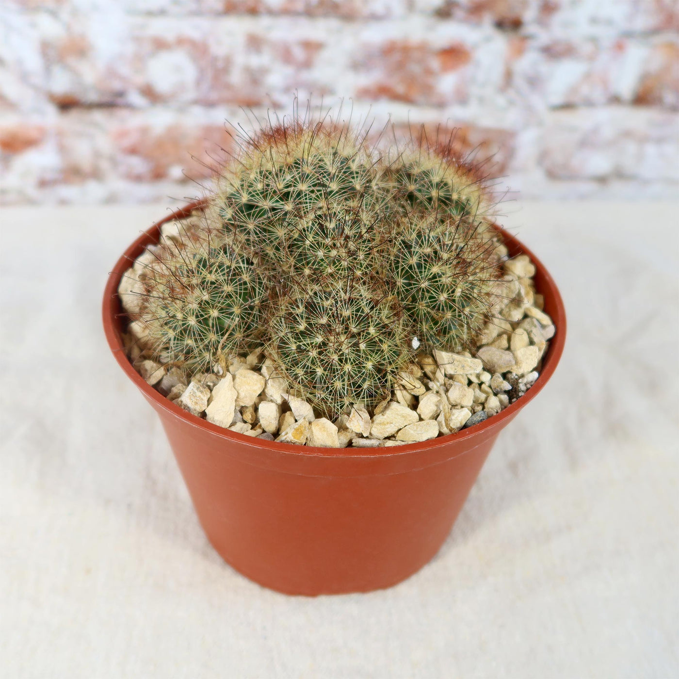 Fishhook Cactus - Mammillaria saffordii 'Carretii'