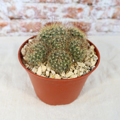 Fishhook Cactus - Mammillaria saffordii 'Carretii'