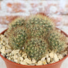 Fishhook Cactus - Mammillaria saffordii &