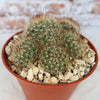 Fishhook Cactus - Mammillaria saffordii &