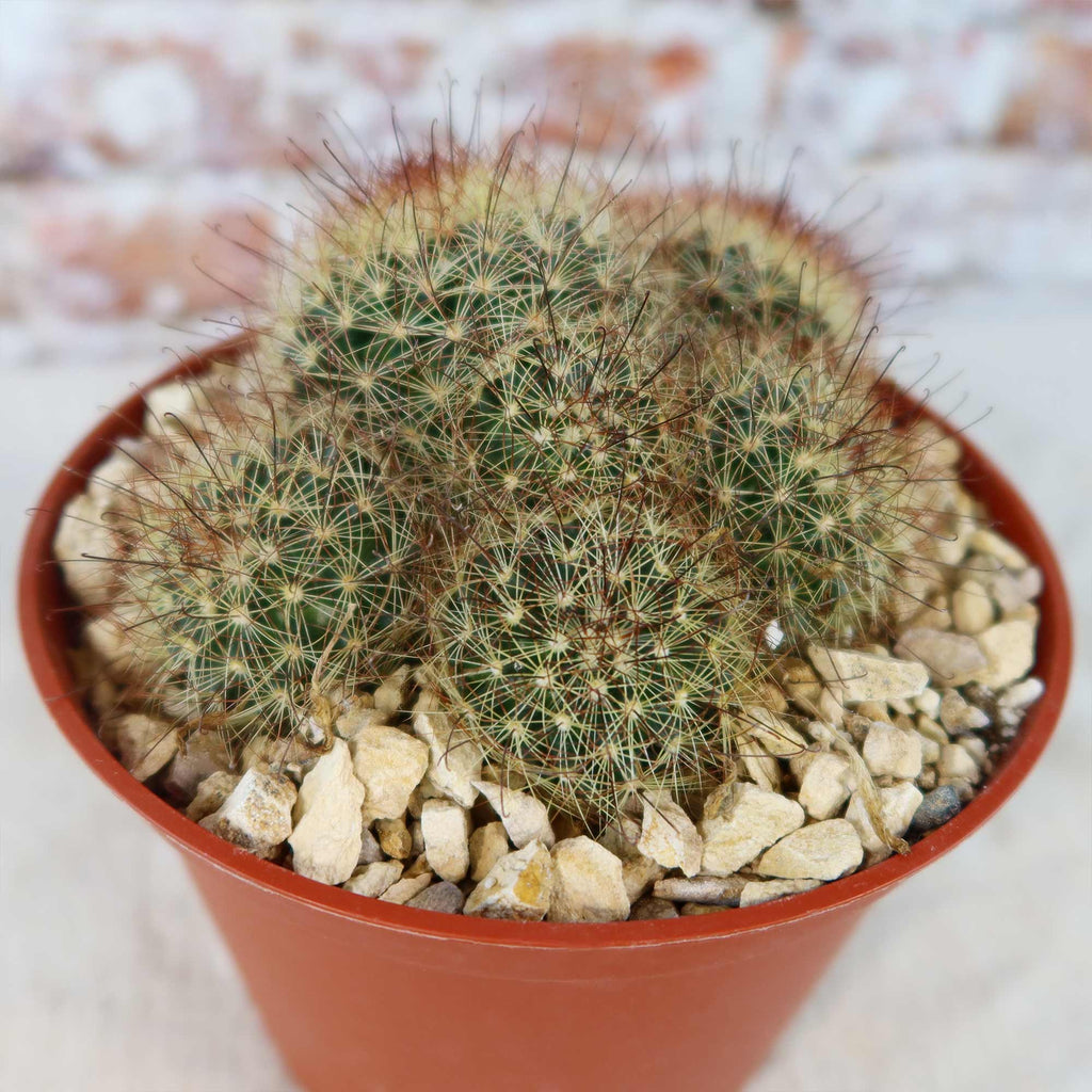 Fishhook Cactus - Mammillaria saffordii &