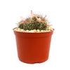 Fishhook Cactus - Mammillaria saffordii &