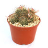 Fishhook Cactus - Mammillaria saffordii &
