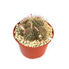 Fishhook Cactus - Mammillaria saffordii &