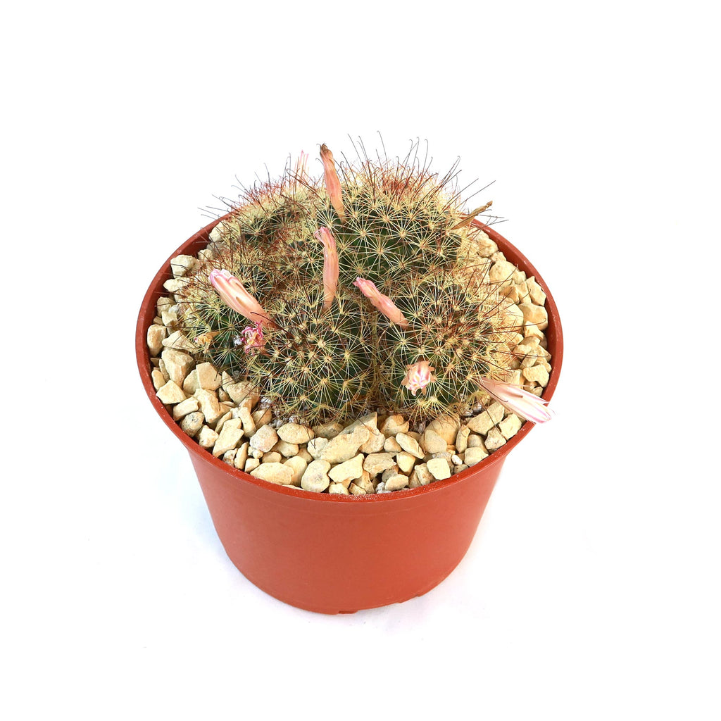 Fishhook Cactus - Mammillaria saffordii &