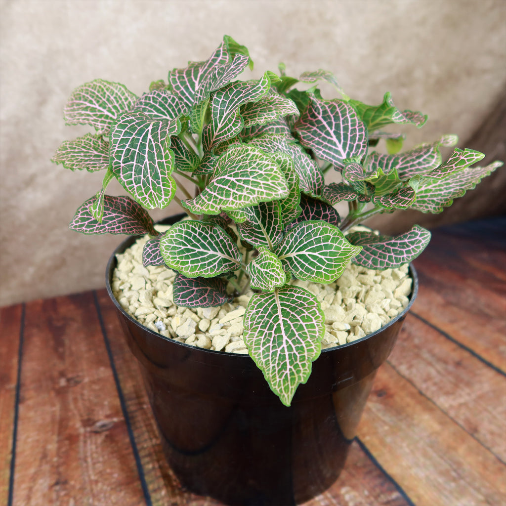 Pink Nerve Plant – Fittonia albivenis ‘Pink’