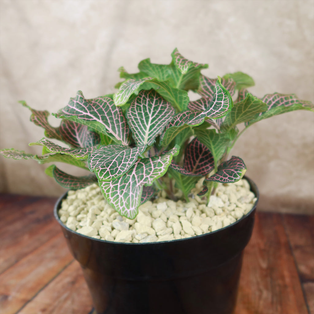 Pink Nerve Plant – Fittonia albivenis ‘Pink’