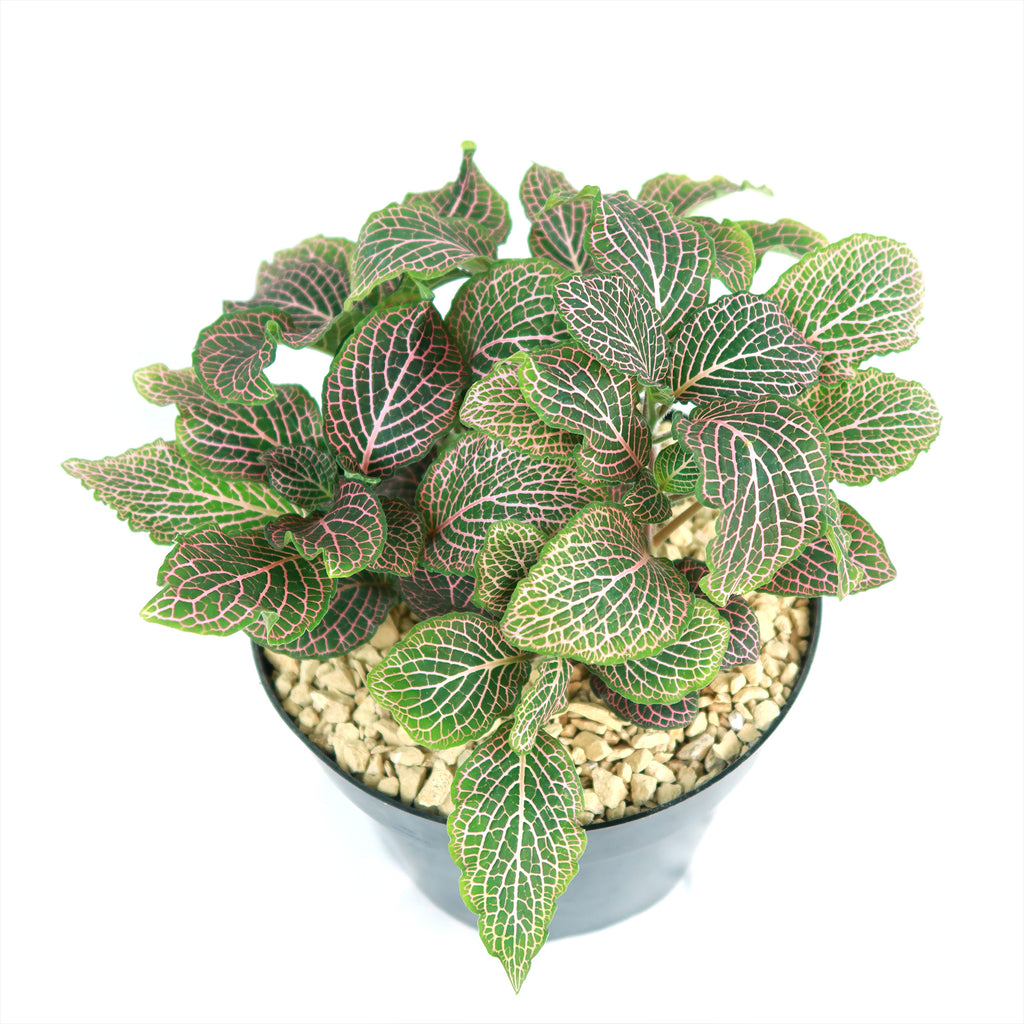 Pink Nerve Plant – Fittonia albivenis ‘Pink’